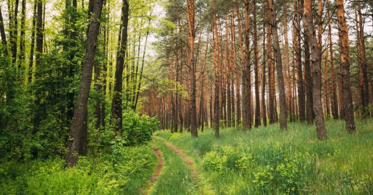Miejski styl życia a ekologia – jak łączyć wygodę z odpowiedzialnością?